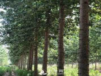河南周口：培育出不飞絮的杨树新品种