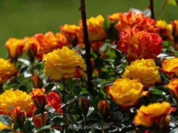 安阳市滑县森林公园月季花开放，赏花打卡正当时