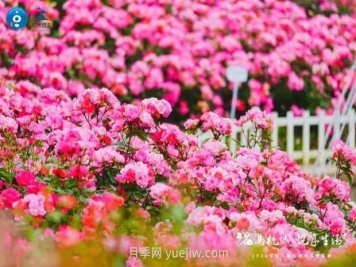 2024年第二届杭州市月季花展举办，赏500万株月季