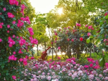 上海前滩休闲公园，月季花海盛景等你赏