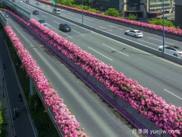 杭州高架月季初开，2024年又到走花路时间