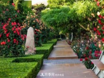 秦皇岛适合养月季花，市花和市树是什么