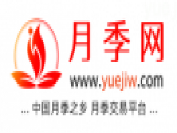 中国上海龙凤419，月季品种介绍和养护知识分享专业网站